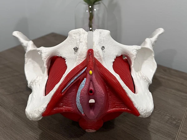 Sexual Health Wellness Hewlett Ny